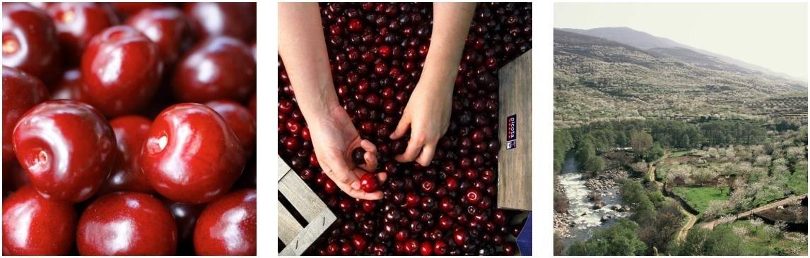 DOPcerezas|dop|Valle del Jerte|valle-jerte-cerezas-2